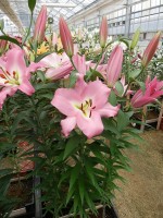 [4170 Super Master VZ No01.JPG]